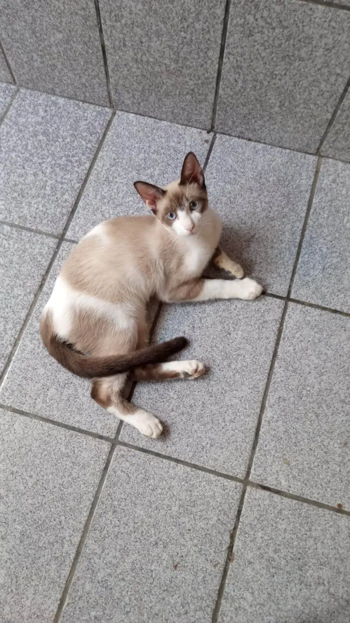Gato ra a SRD-ViraLata idade 2 a 6 meses nome Guto