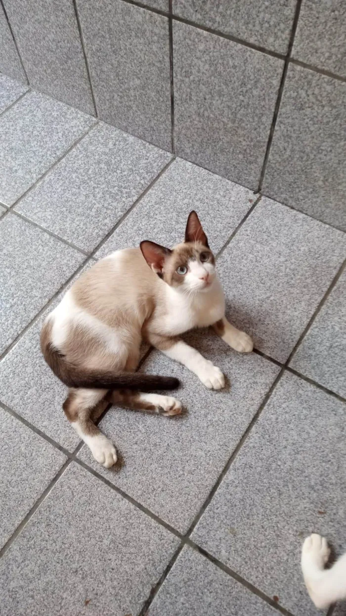 Gato ra a SRD-ViraLata idade 2 a 6 meses nome Guto