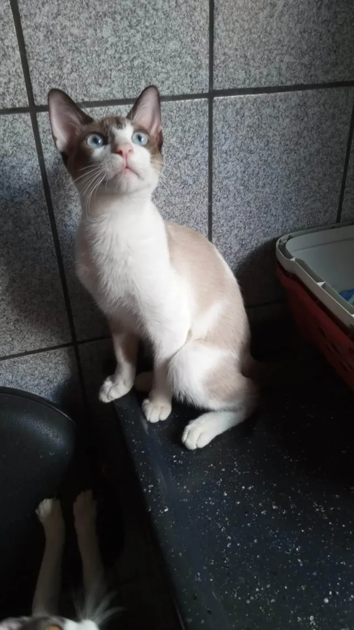 Gato ra a SRD-ViraLata idade 2 a 6 meses nome Guto