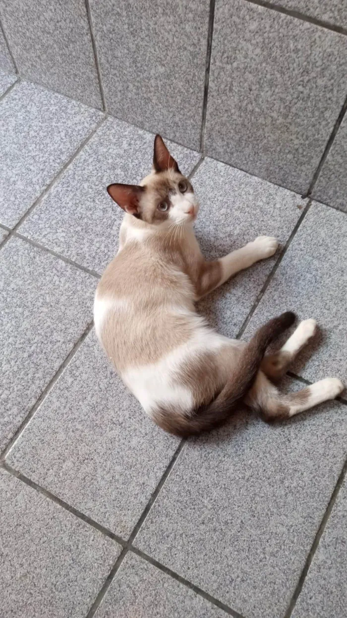 Gato ra a SRD-ViraLata idade 2 a 6 meses nome Guto