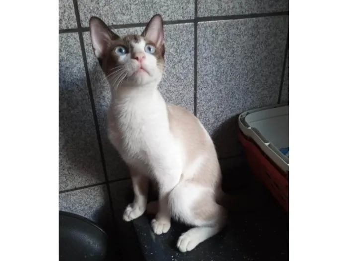 Gato ra a SRD-ViraLata idade 2 a 6 meses nome Guto