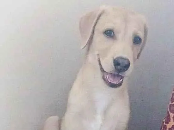 Cachorro ra a SRD-ViraLata idade 2 a 6 meses nome Marley 