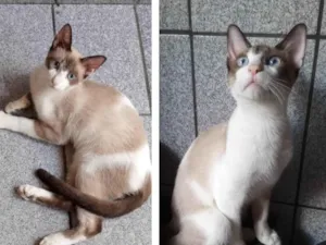 Gato raça SRD-ViraLata idade 2 a 6 meses nome Guto