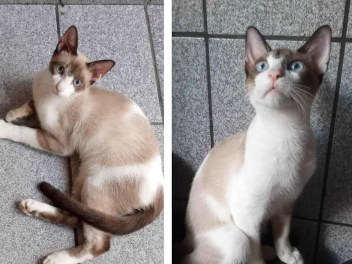 Gato ra a SRD-ViraLata idade 2 a 6 meses nome Guto