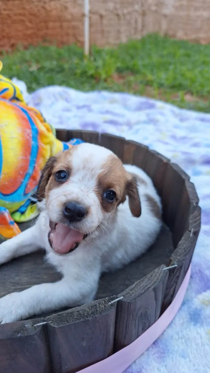 Cachorro ra a  idade 2 a 6 meses nome Mistos