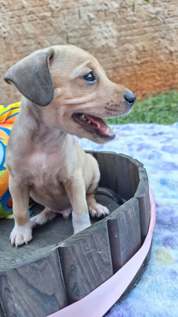 Cachorro ra a  idade 2 a 6 meses nome Mistos