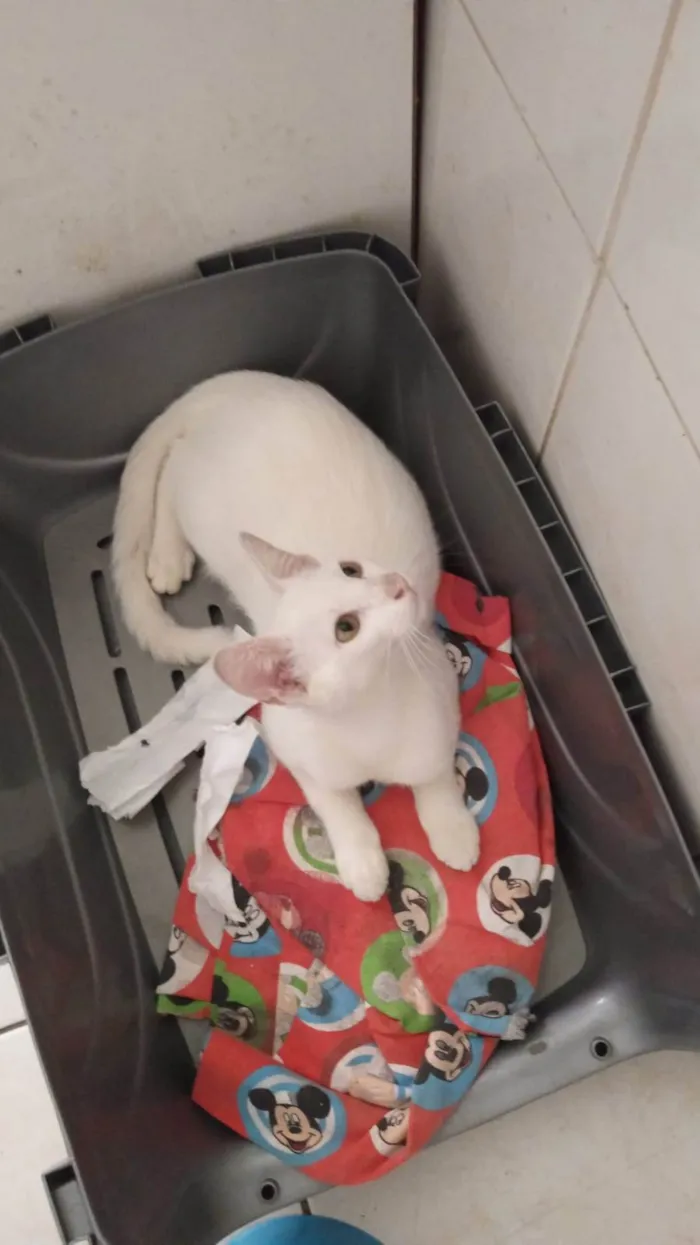 Gato ra a SRD-ViraLata idade 1 ano nome Ágata