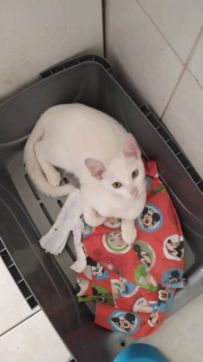 Gato ra a SRD-ViraLata idade 1 ano nome Ágata