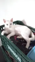 Ágata