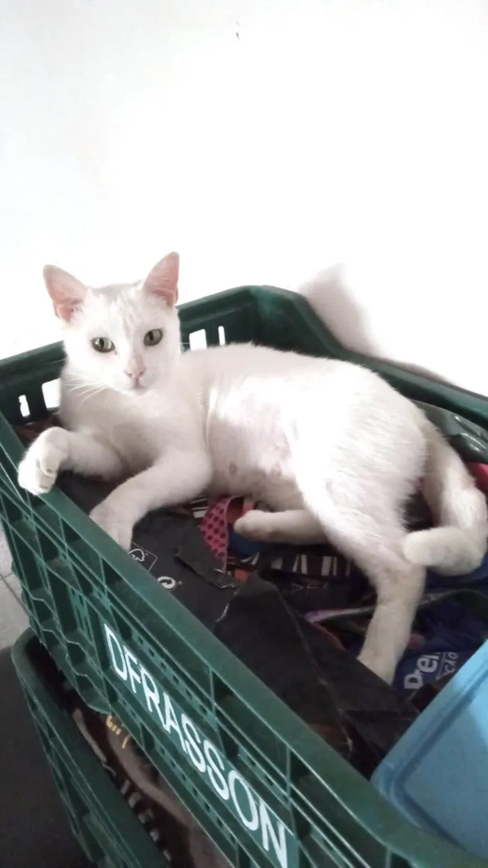 Gato ra a SRD-ViraLata idade 1 ano nome Ágata