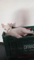 Ágata