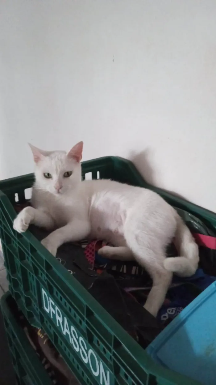 Gato ra a SRD-ViraLata idade 1 ano nome Ágata