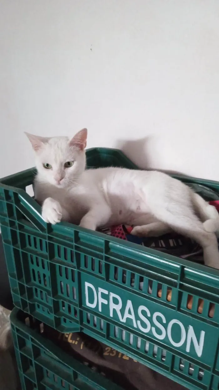 Gato ra a SRD-ViraLata idade 1 ano nome Ágata