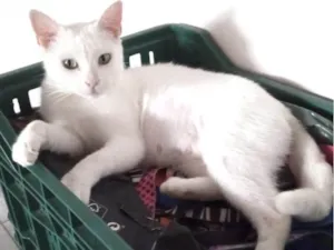 Gato raça SRD-ViraLata idade 1 ano nome Ágata