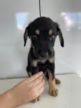 Felipinho