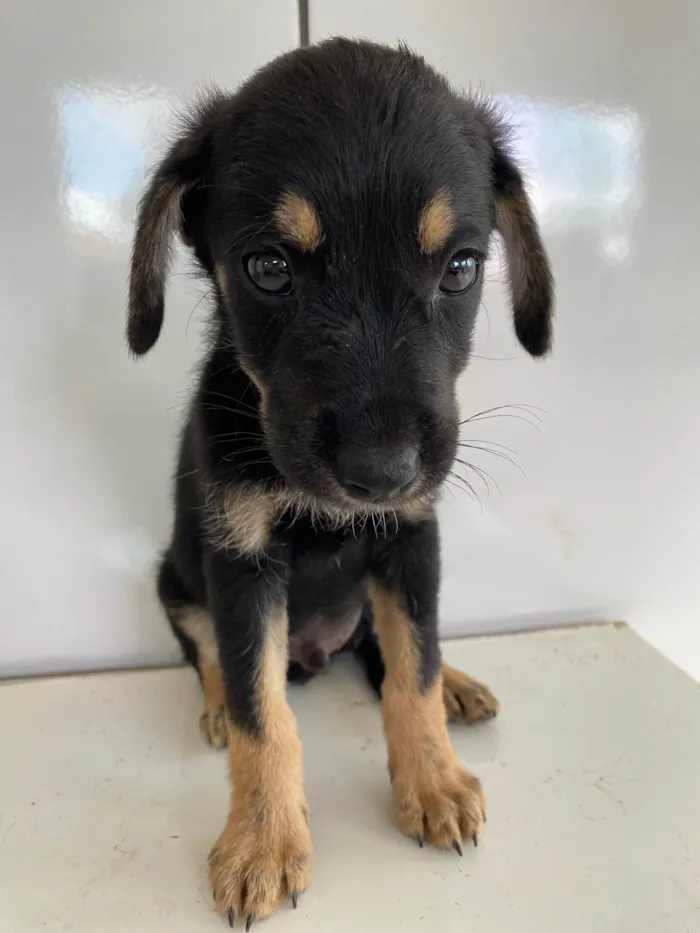 Cachorro ra a SRD-ViraLata idade Abaixo de 2 meses nome Felipinho 