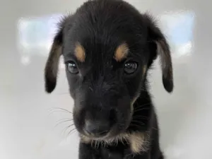 Cachorro raça SRD-ViraLata idade Abaixo de 2 meses nome Felipinho 