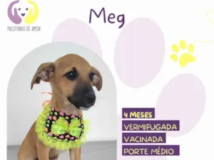Cachorro raça SRD-ViraLata idade 2 a 6 meses nome Meg