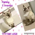 Fanny