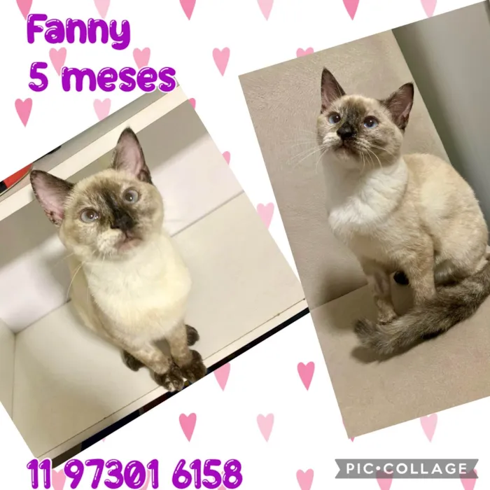 Gato ra a Srd idade 2 a 6 meses nome Fanny