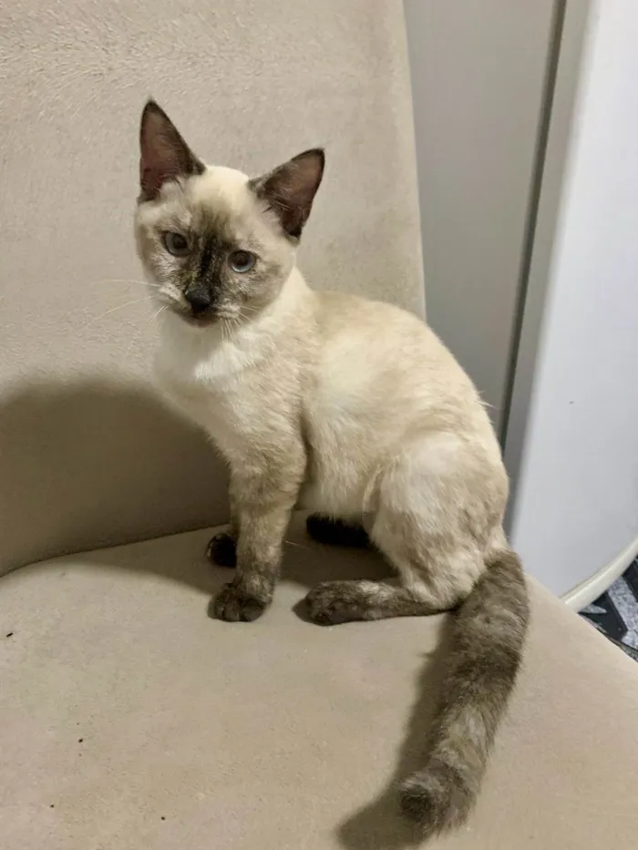Gato ra a Srd idade 2 a 6 meses nome Fanny