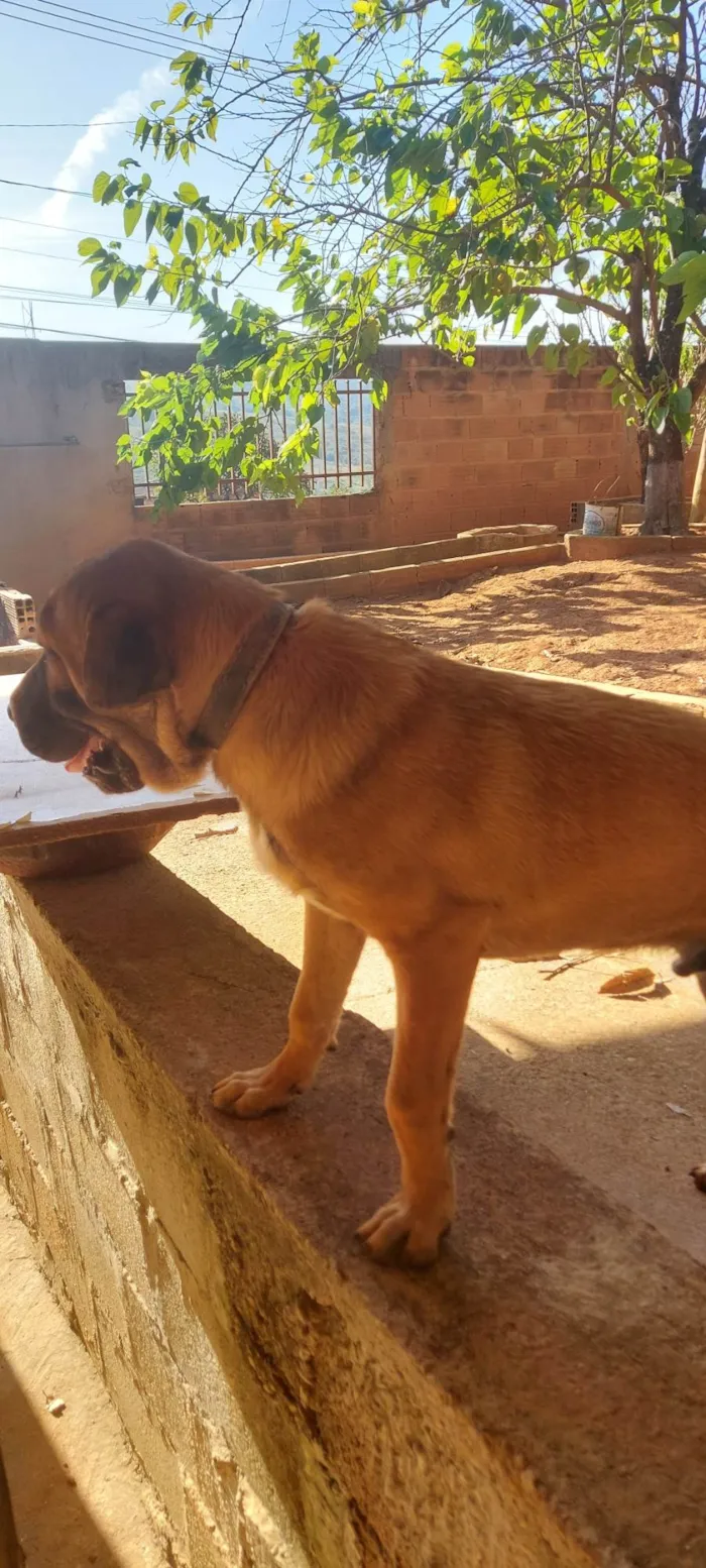 Cachorro ra a SRD-ViraLata idade 1 ano nome Hulk 