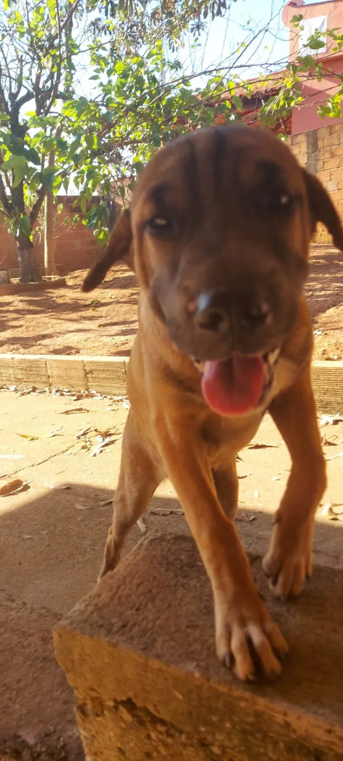 Cachorro ra a SRD-ViraLata idade 1 ano nome Hulk 