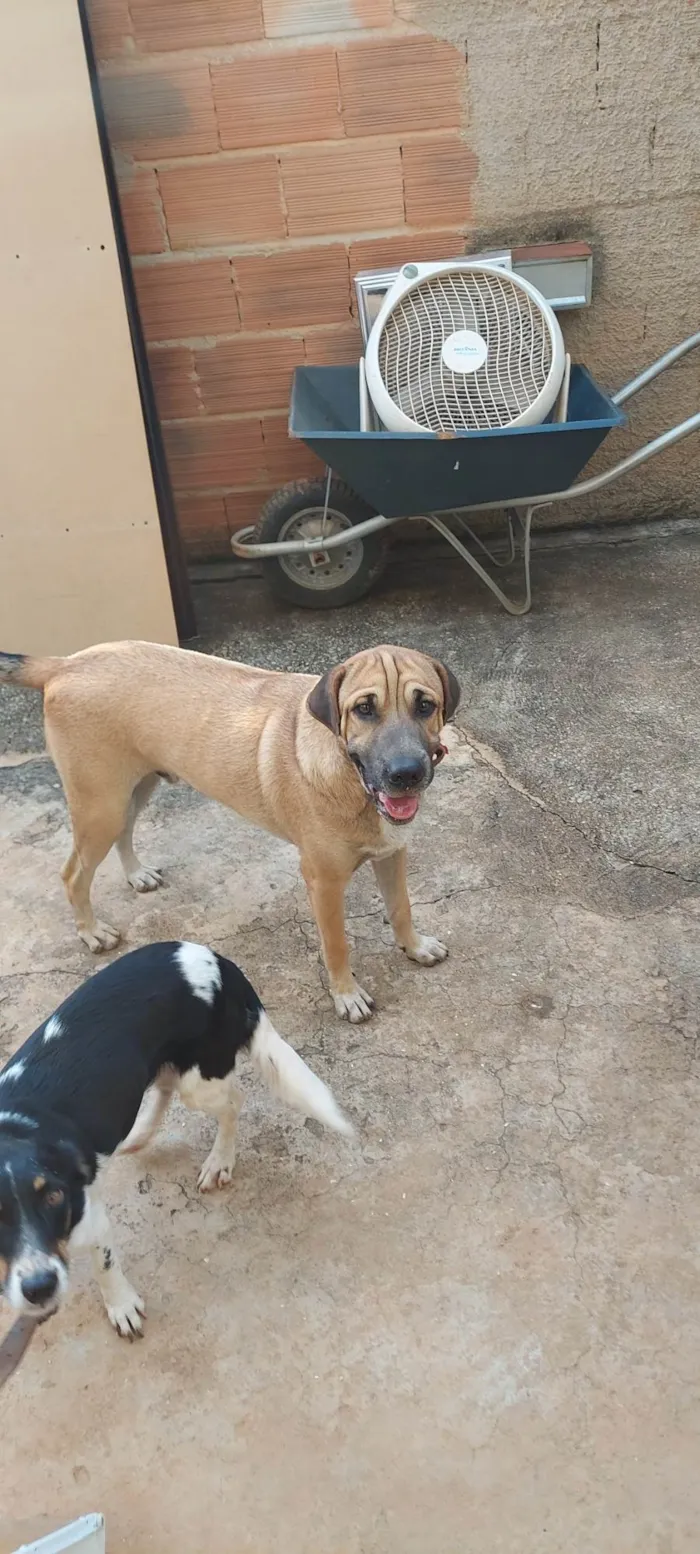 Cachorro ra a SRD-ViraLata idade 1 ano nome Hulk 