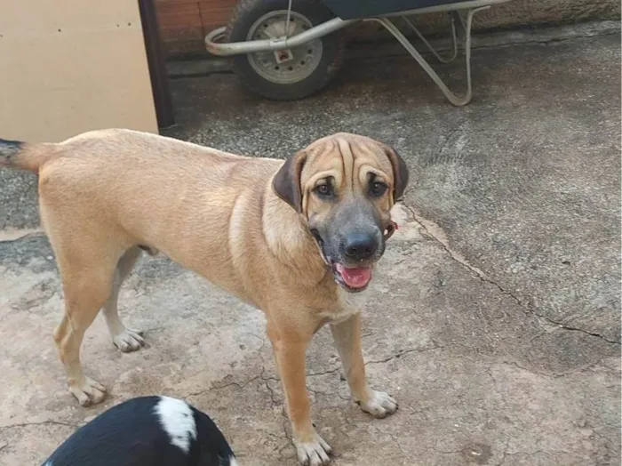 Cachorro ra a SRD-ViraLata idade 1 ano nome Hulk 