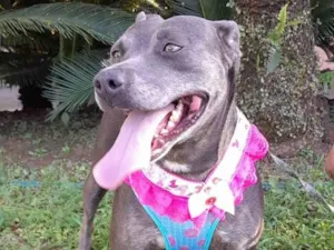 Cachorro raça Srd idade 2 anos nome Safira