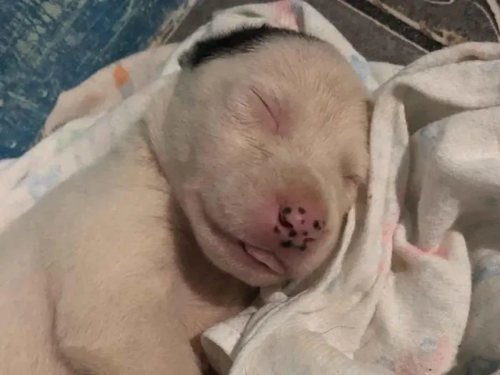 Cachorro ra a Pit-Bull idade Abaixo de 2 meses nome Nala