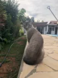 BELLA