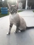 BELLA