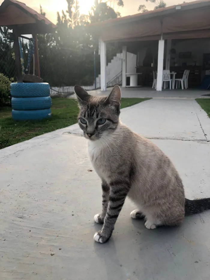 Gato ra a Srd idade 7 a 11 meses nome BELLA