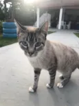 BELLA