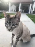 BELLA