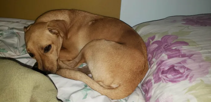 Cachorro ra a Srd idade 1 ano nome BELO