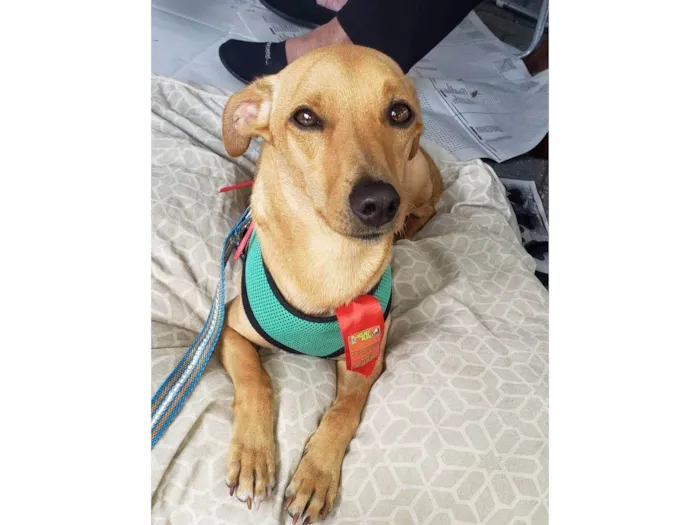 Cachorro ra a Srd idade 1 ano nome BELO