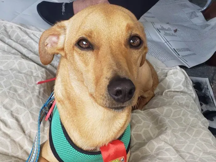 Cachorro ra a Srd idade 1 ano nome BELO