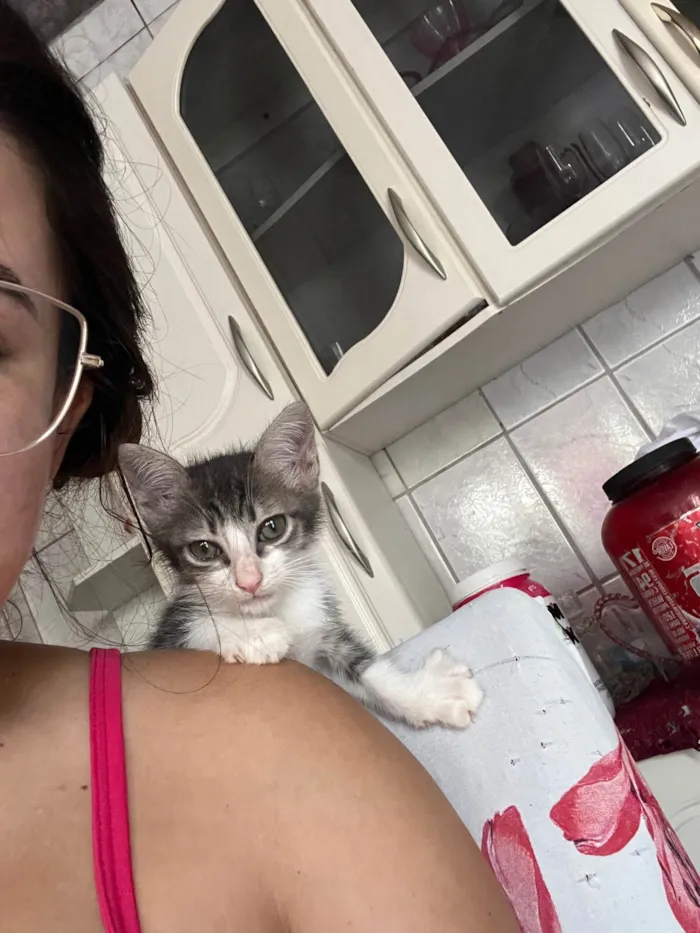 Gato ra a SRD-ViraLata idade Abaixo de 2 meses nome Fred (sem nome)