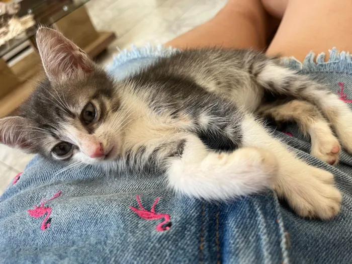 Gato ra a SRD-ViraLata idade Abaixo de 2 meses nome Fred (sem nome)