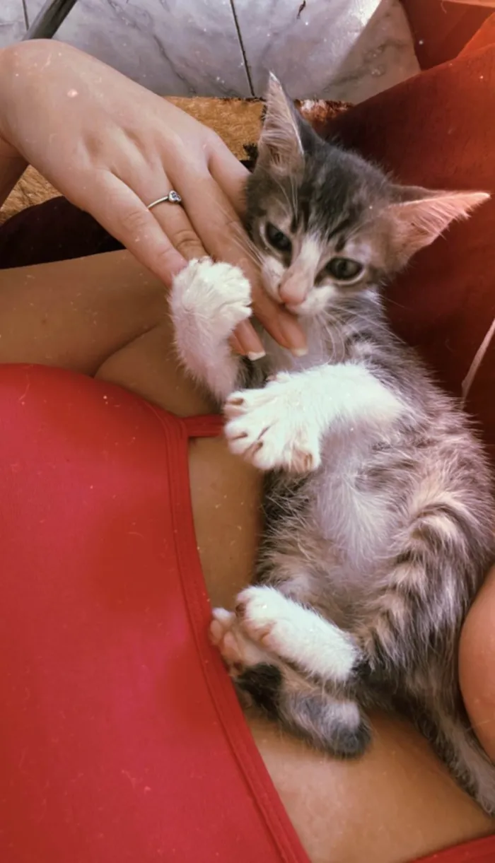 Gato ra a SRD-ViraLata idade Abaixo de 2 meses nome Fred (sem nome)