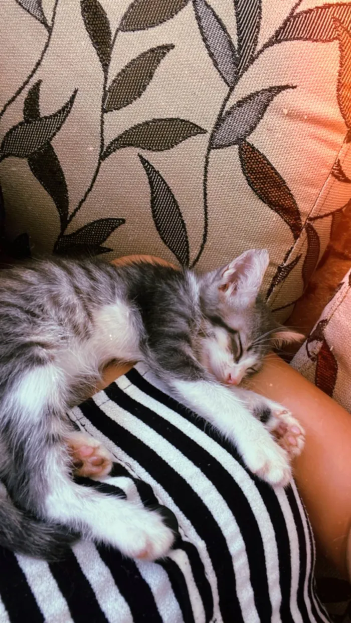 Gato ra a SRD-ViraLata idade Abaixo de 2 meses nome Fred (sem nome)