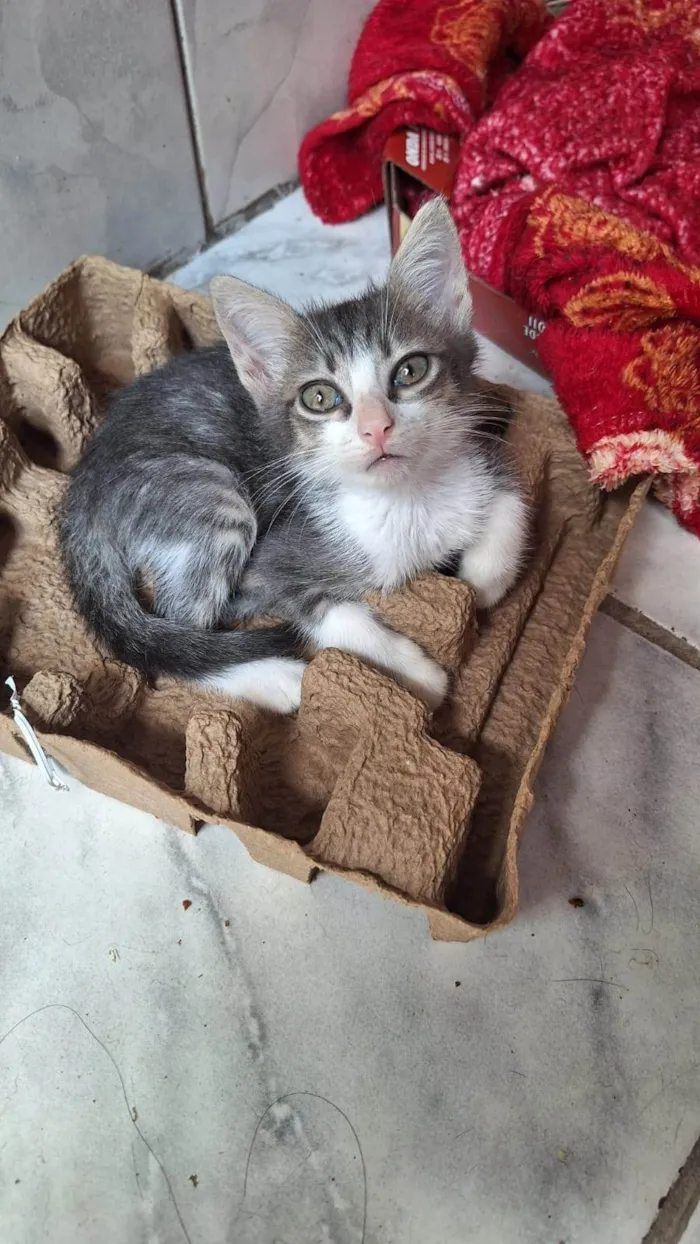 Gato ra a SRD-ViraLata idade Abaixo de 2 meses nome Fred (sem nome)