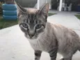 BELLA