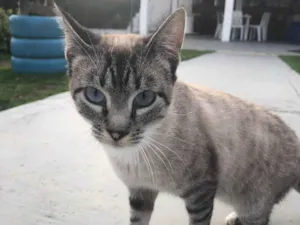 Gato raça Srd idade 7 a 11 meses nome BELLA