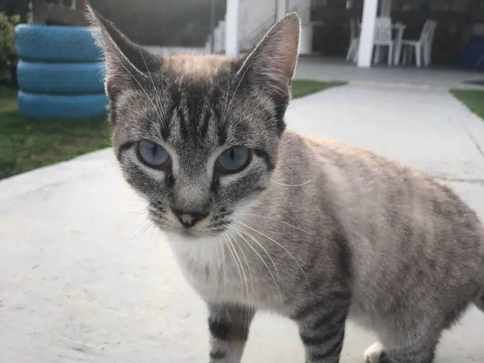 Gato ra a Srd idade 7 a 11 meses nome BELLA