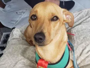Cachorro raça Srd idade 1 ano nome BELO