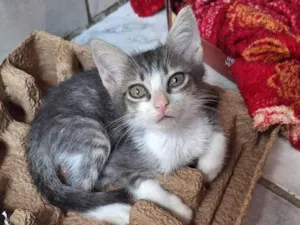Gato raça SRD-ViraLata idade Abaixo de 2 meses nome Fred (sem nome)