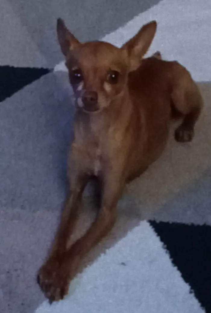 Cachorro ra a Pinscher idade 4 anos nome chico